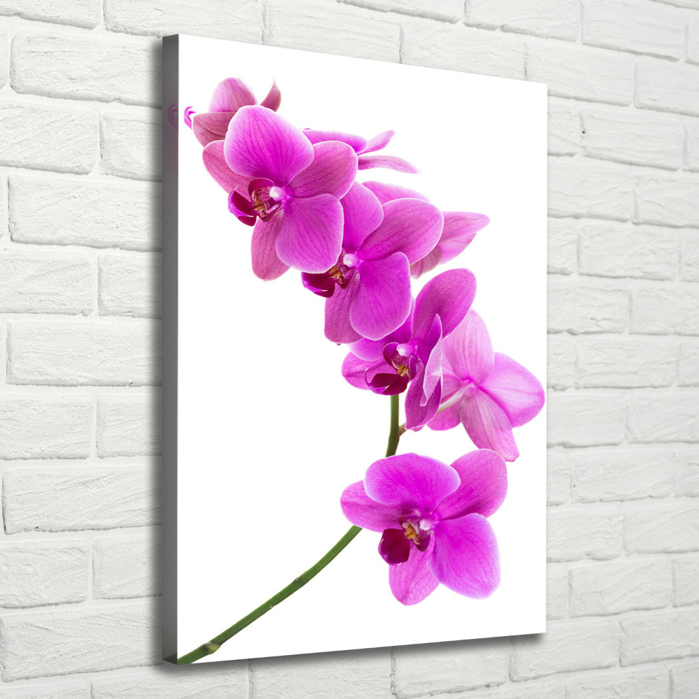 Tableau mural sur toile Orchidée rose fleur