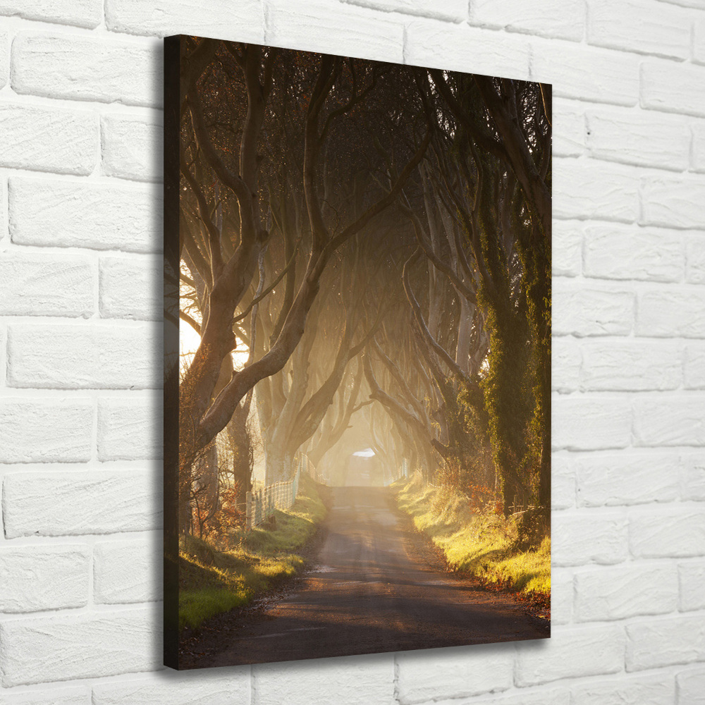 Tableau imprimé sur toile Un chemin dans la forêt