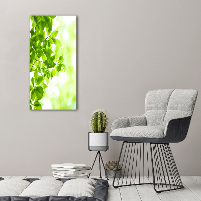 Tableau photo sur toile Feuilles vertes