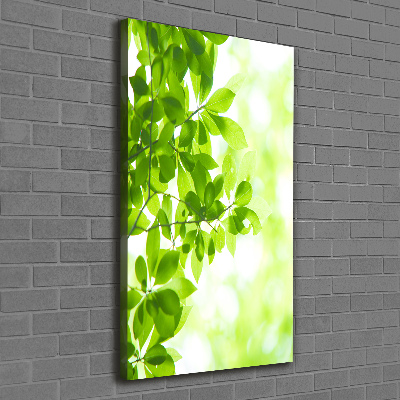 Tableau photo sur toile Feuilles vertes