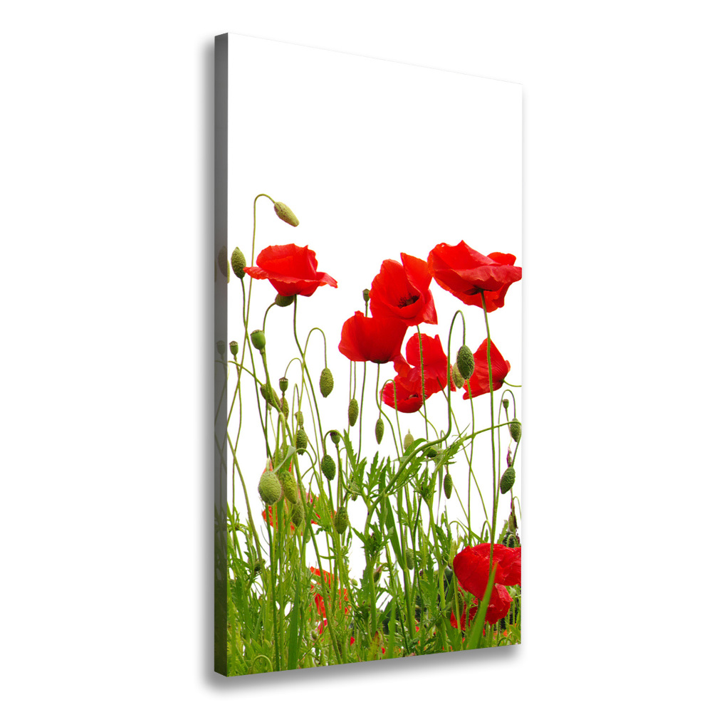 Tableau imprimé sur toile Coquelicots des champs