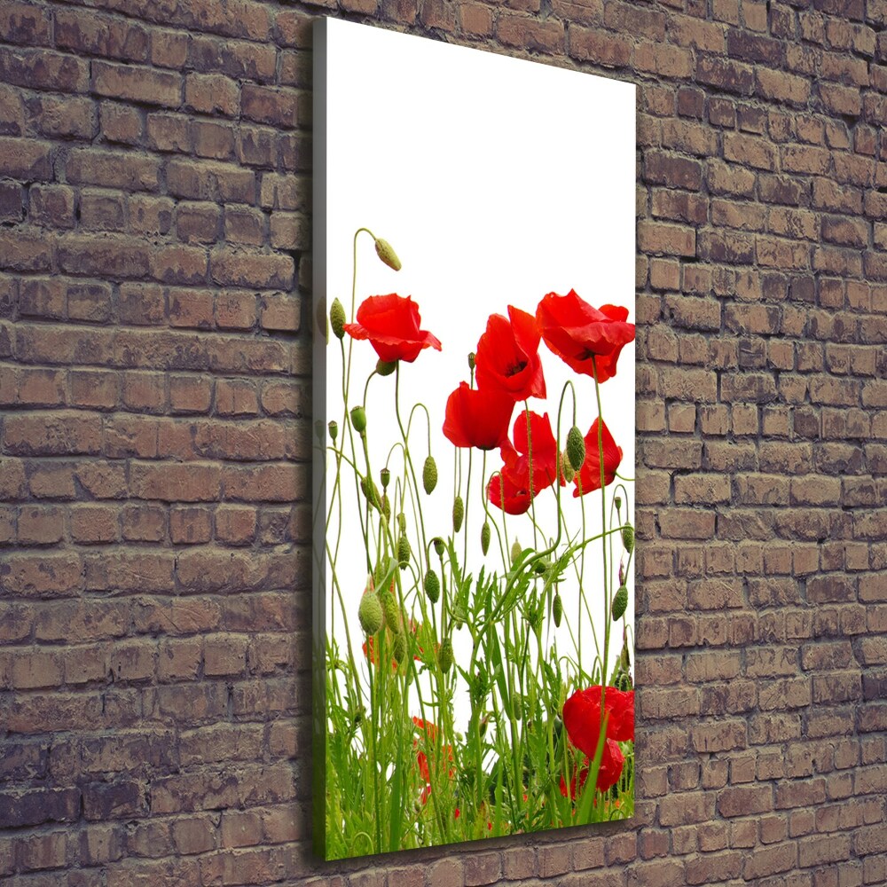 Tableau imprimé sur toile Coquelicots des champs