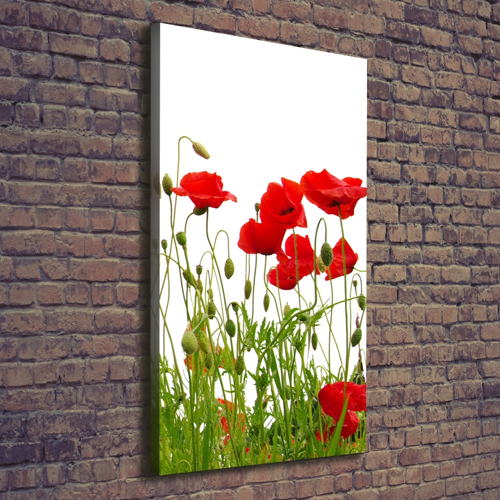 Tableau imprimé sur toile Coquelicots des champs