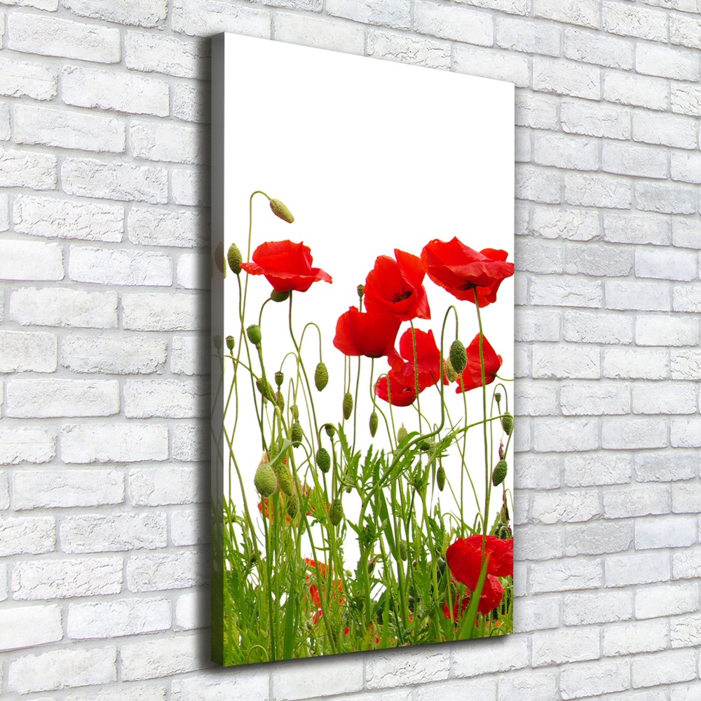 Tableau imprimé sur toile Coquelicots des champs