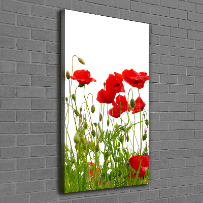 Tableau imprimé sur toile Coquelicots des champs