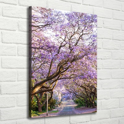 Tableau photo sur toile Sentier Yakaranda