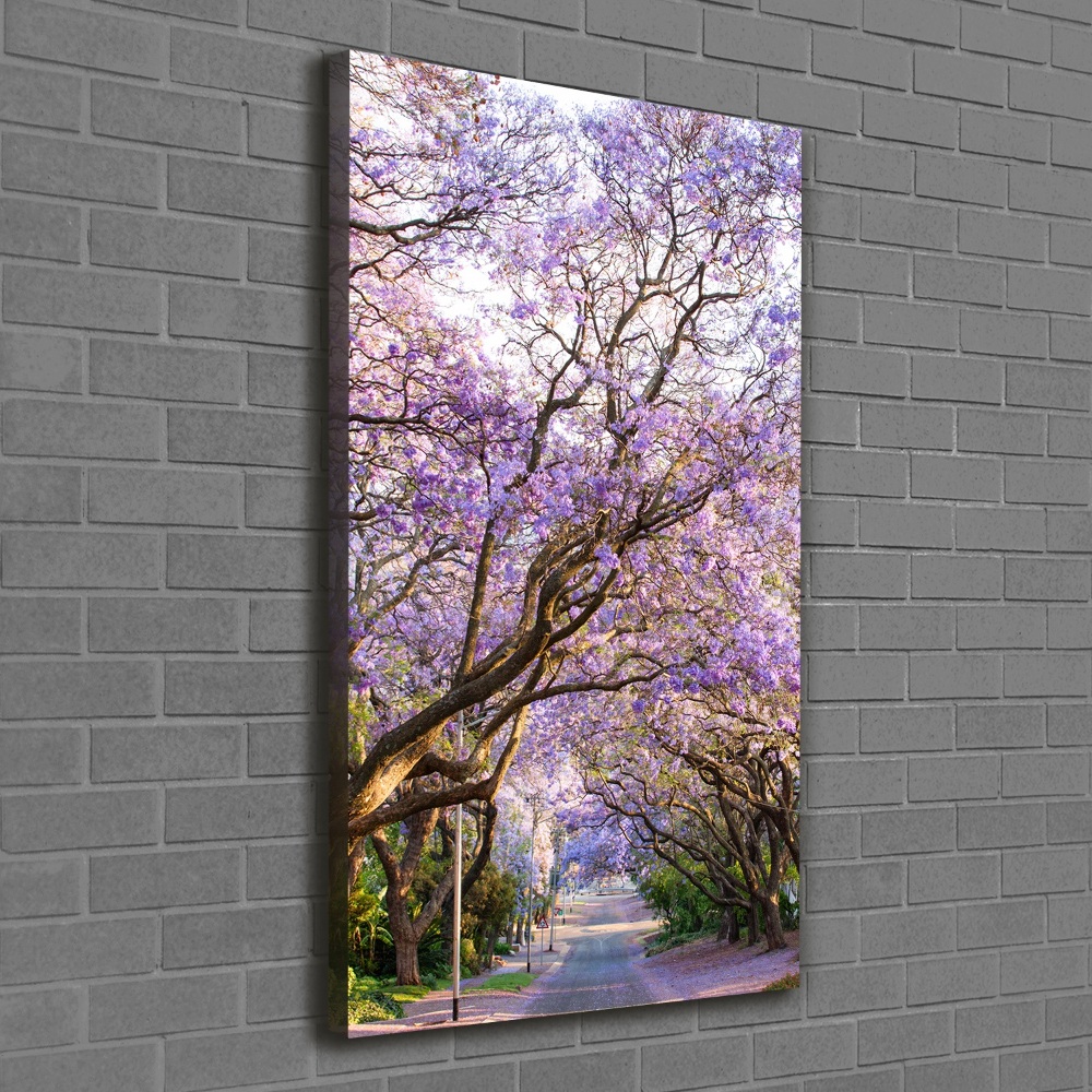 Tableau photo sur toile Sentier Yakaranda