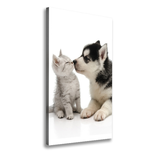 Chien et chat