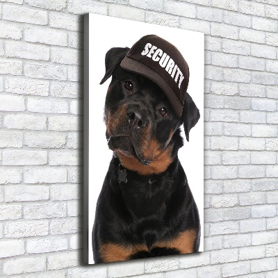 Tableau mural sur toile Rottweiler en casquette