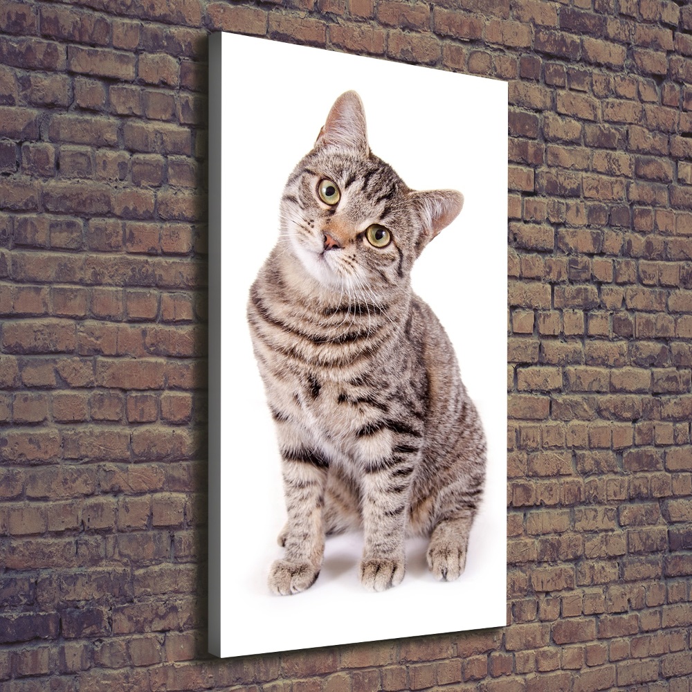 Tableau photo sur toile chaton