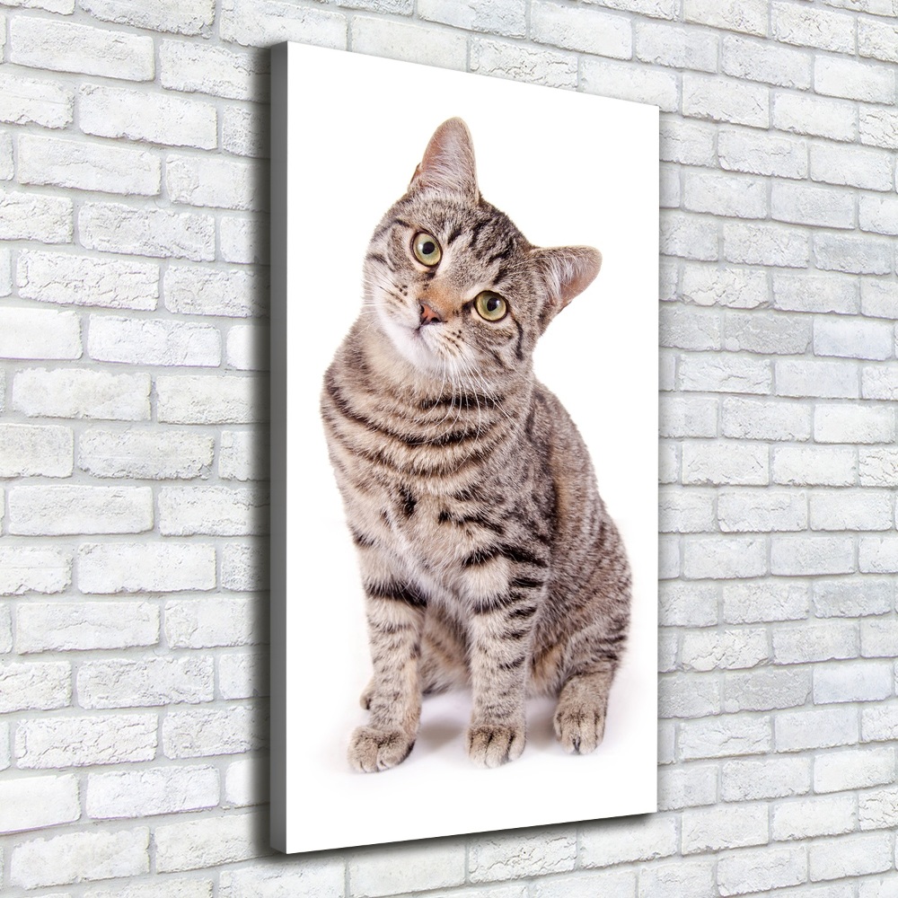 Tableau photo sur toile chaton