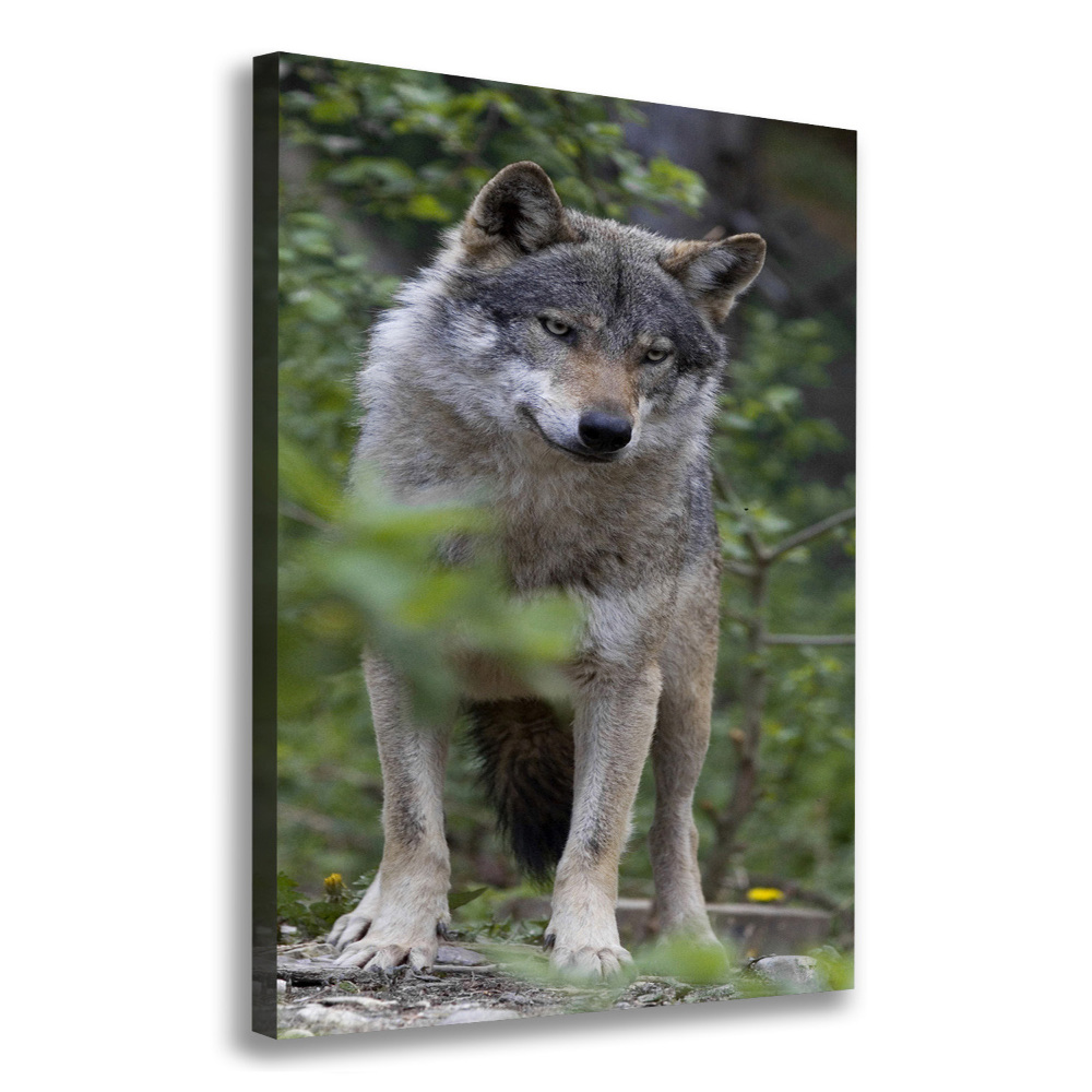 Tableau photo sur toile Loup dans la forêt