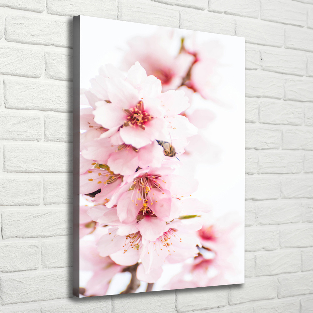 Tableau sur toile Fleurs d'amandier