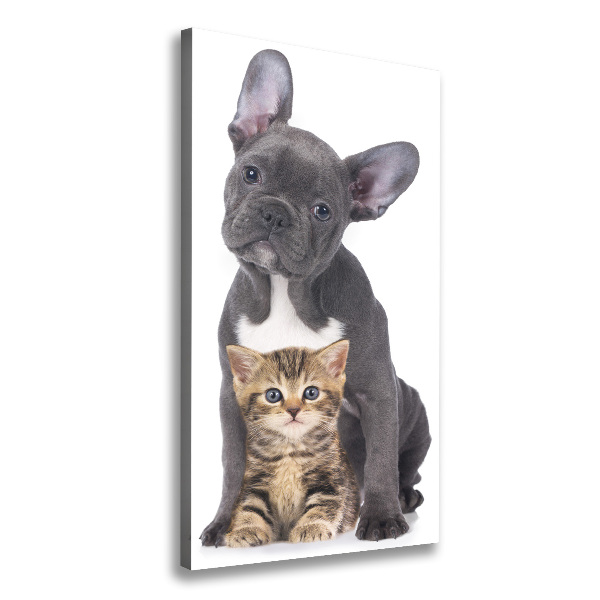 Chien et chat