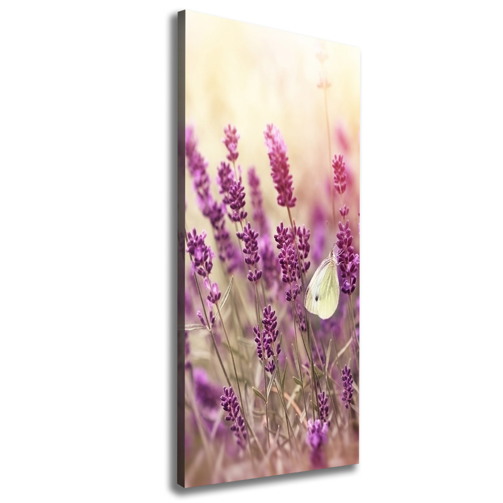 Tableau sur toile Fleurs de lavande