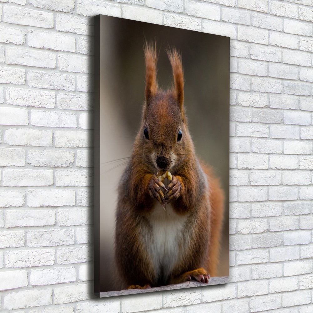 Tableau photo sur toile Écureuil