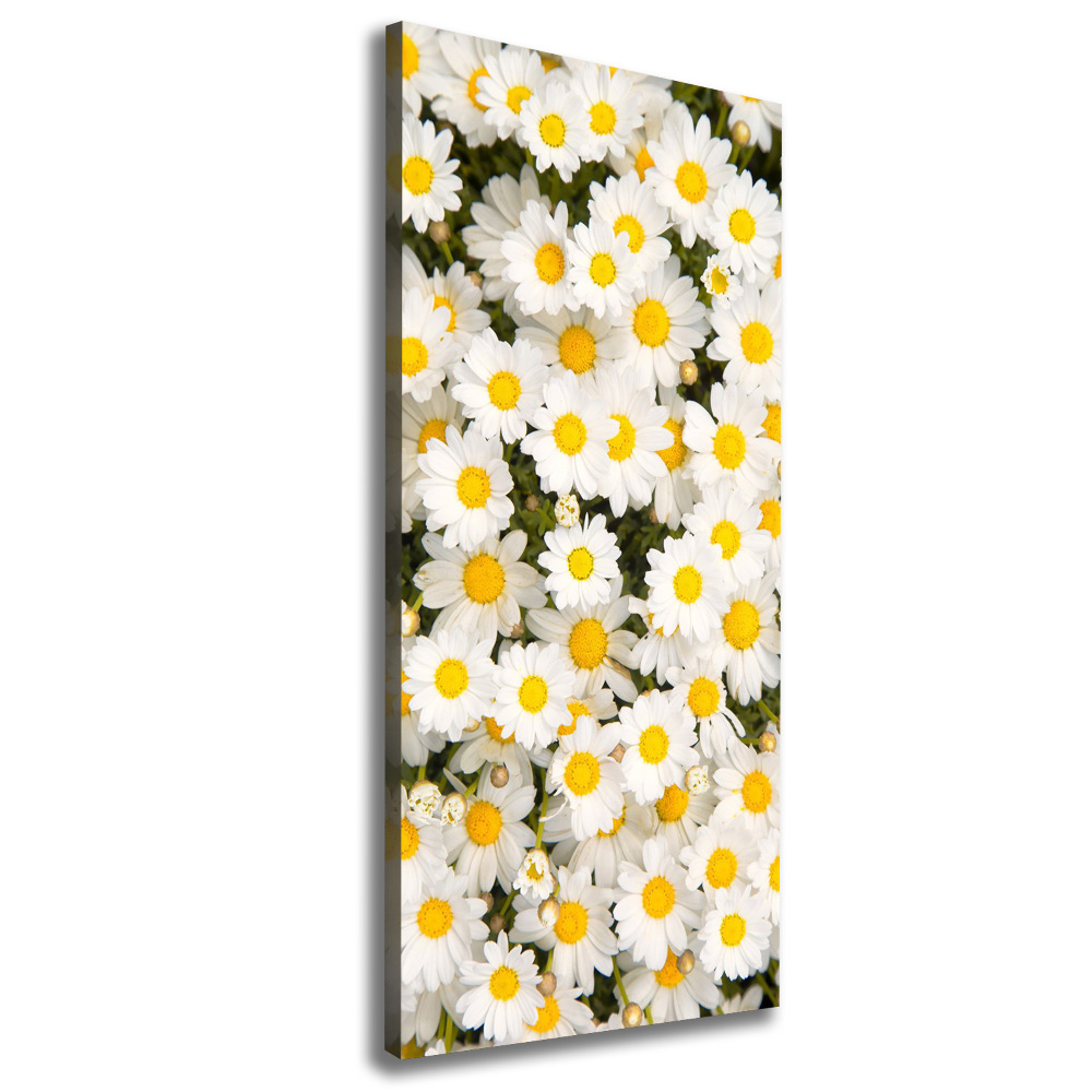 Tableau imprimé sur toile Fleurs de marguerite