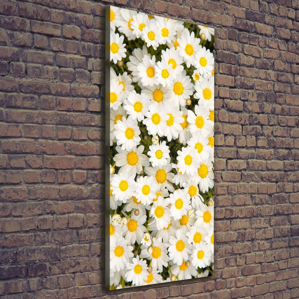 Tableau imprimé sur toile Fleurs de marguerite