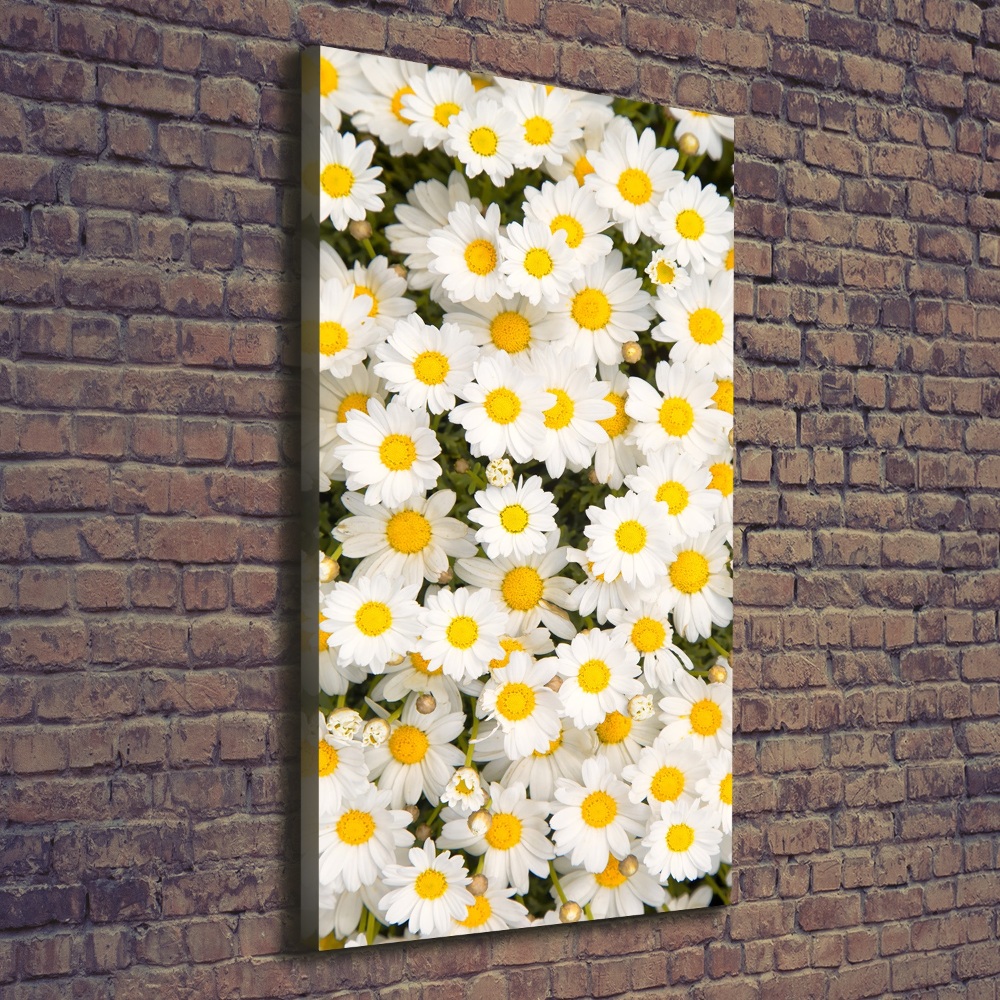 Tableau imprimé sur toile Fleurs de marguerite