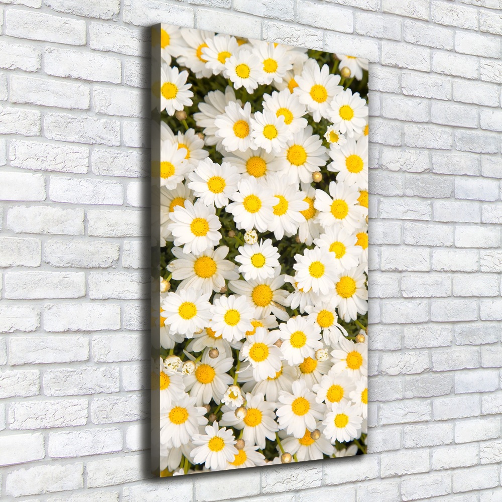 Tableau imprimé sur toile Fleurs de marguerite