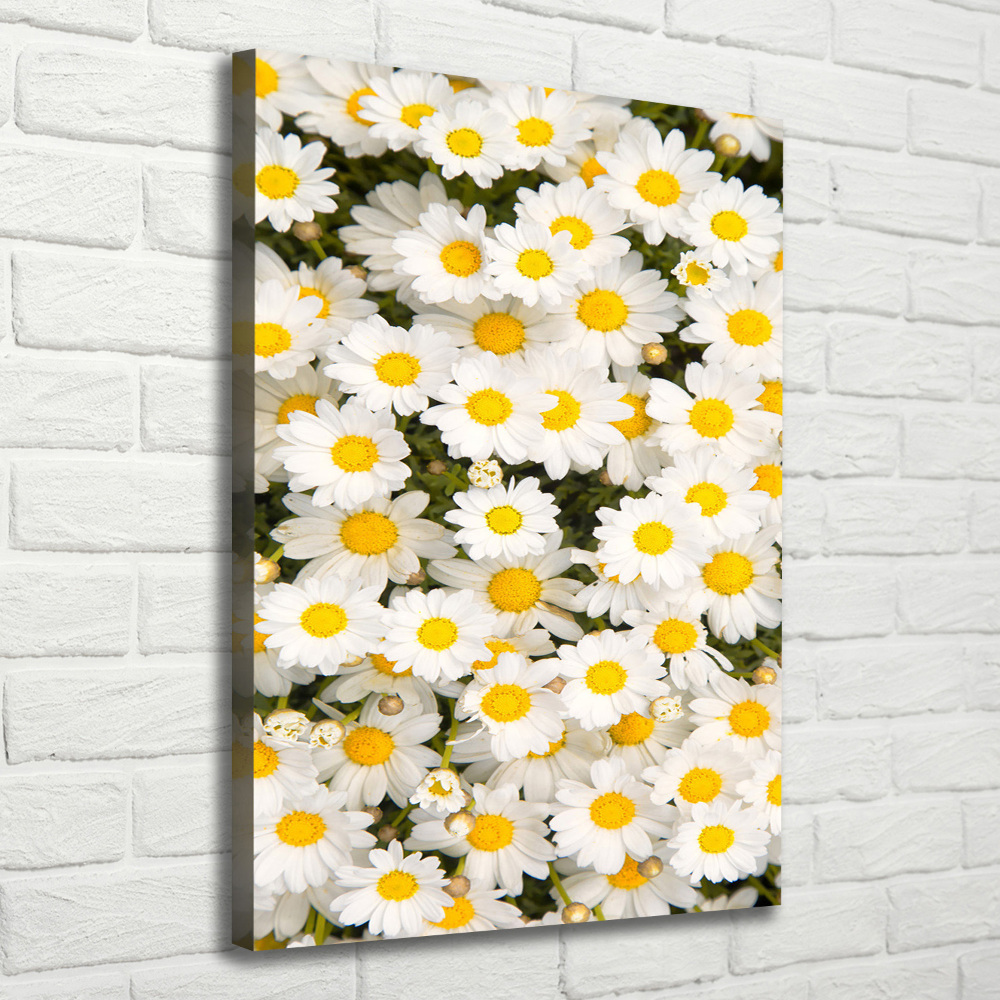 Tableau imprimé sur toile Fleurs de marguerite