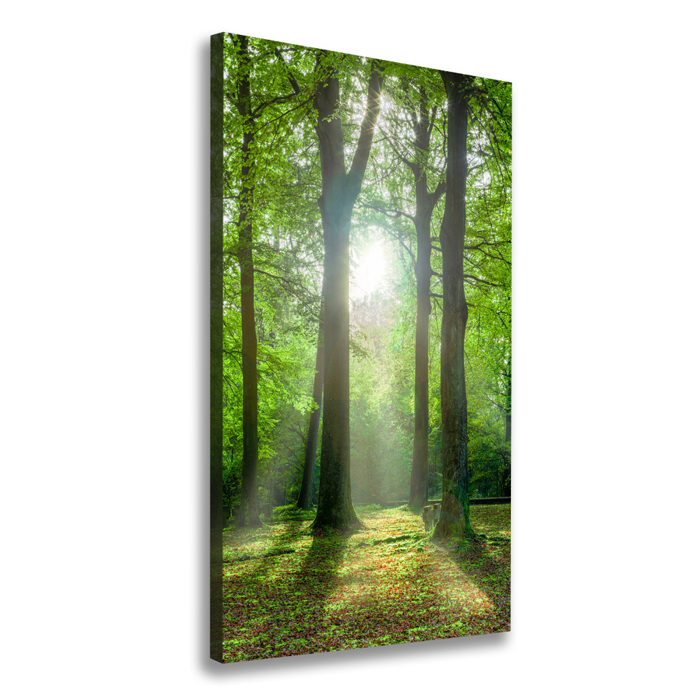 Tableau photo sur toile Coucher de soleil dans la forêt