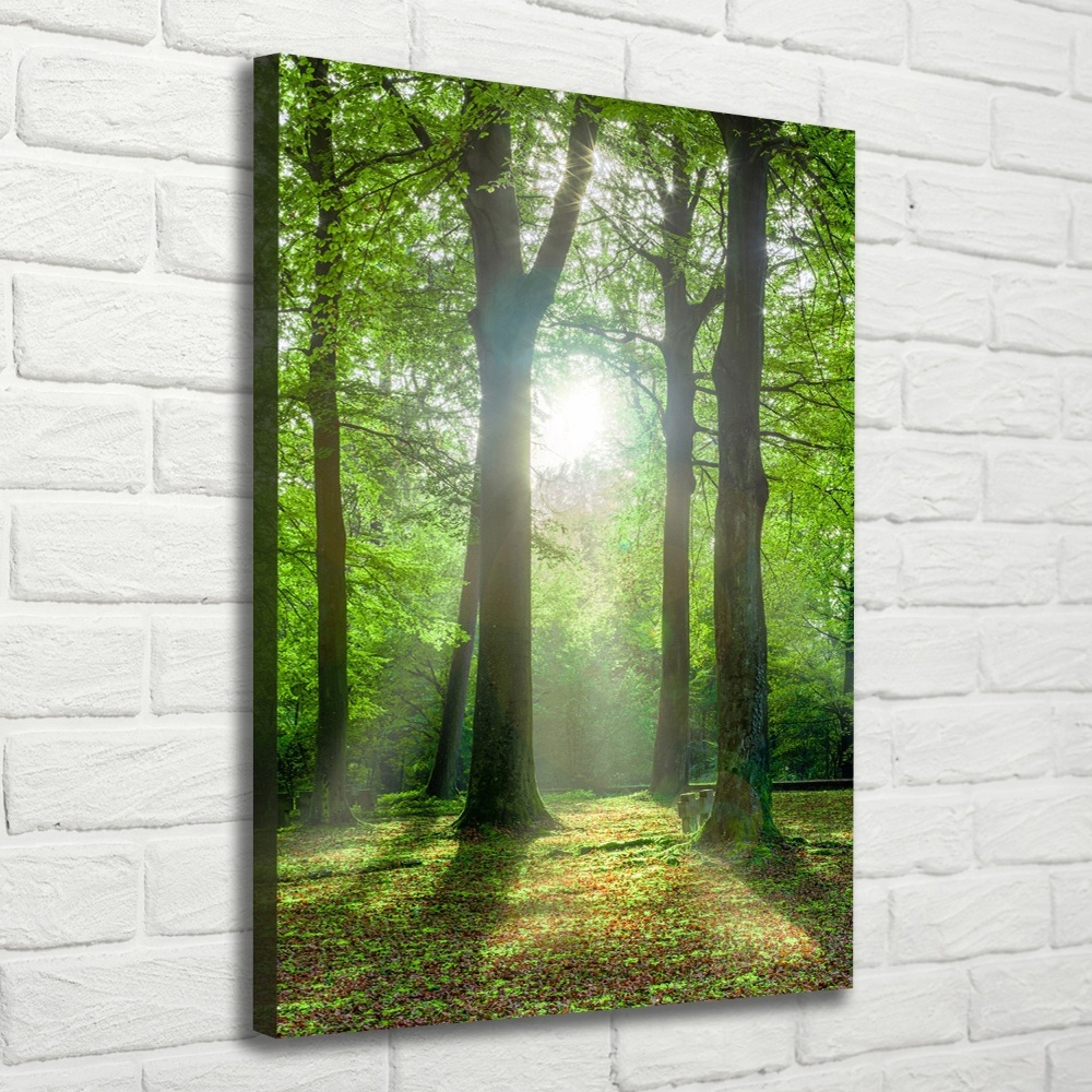 Tableau photo sur toile Coucher de soleil dans la forêt