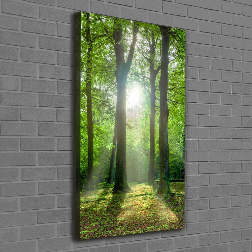 Tableau photo sur toile Coucher de soleil dans la forêt