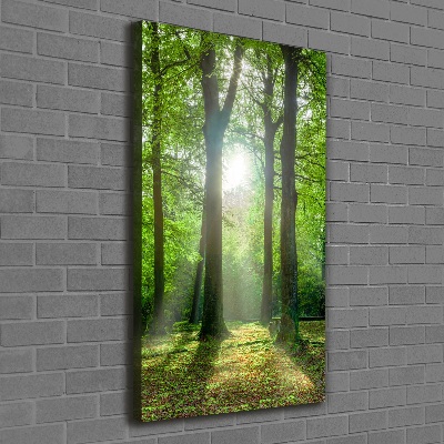 Tableau photo sur toile Coucher de soleil dans la forêt