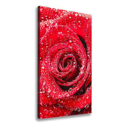 Tableau sur toile Rose rouge