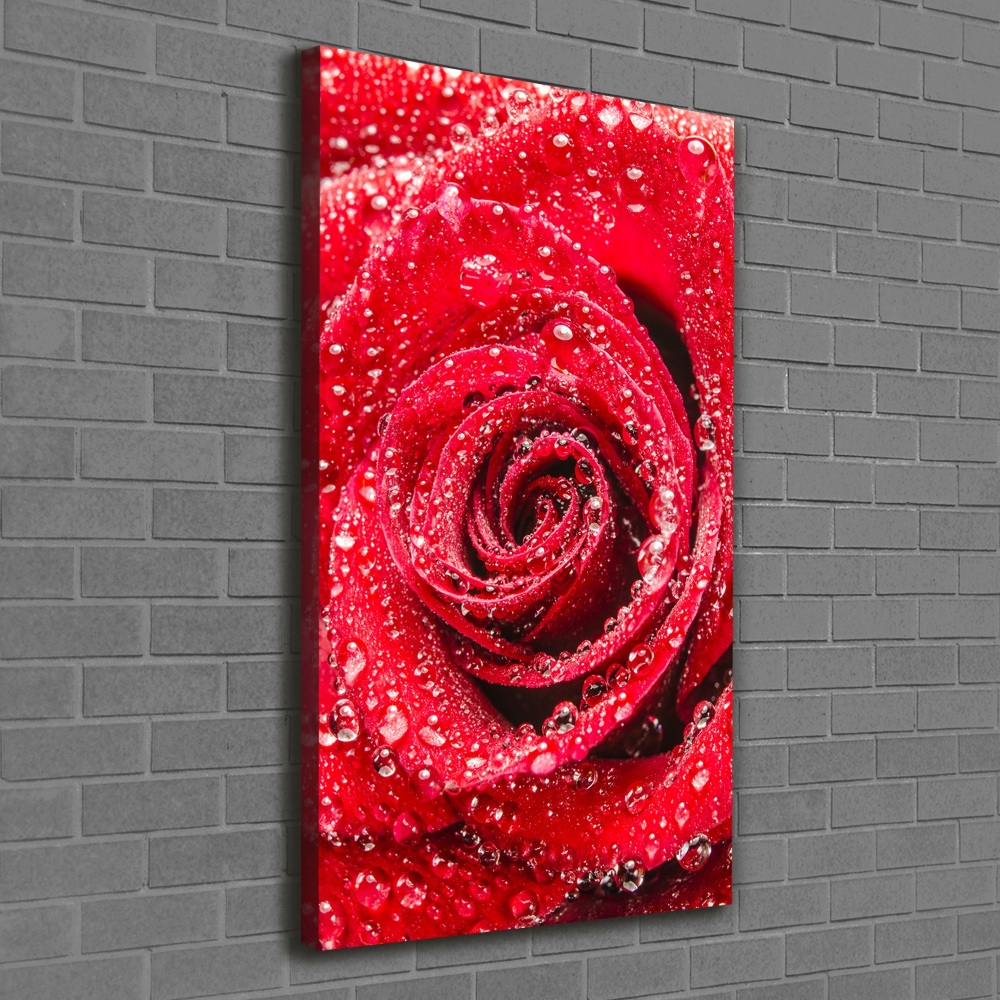 Tableau sur toile Rose rouge