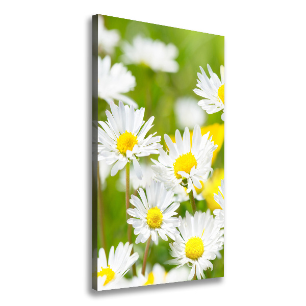 Marguerites