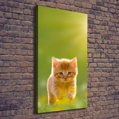 Tableau sur toile Chat rouge