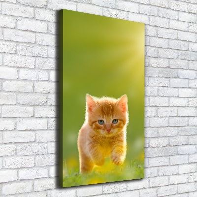 Tableau sur toile Chat rouge