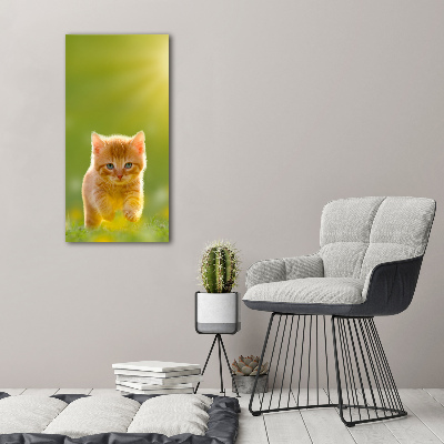 Tableau sur toile Chat rouge