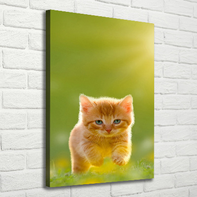 Tableau sur toile Chat rouge