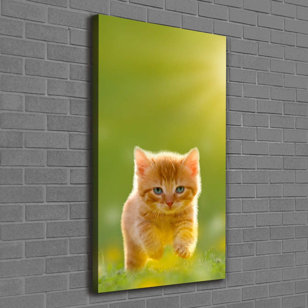 Tableau sur toile Chat rouge