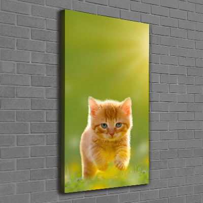 Tableau sur toile Chat rouge