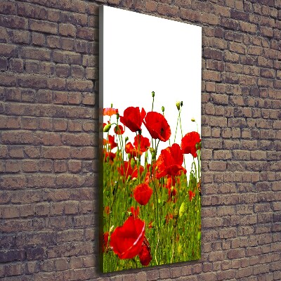 Tableau mural sur toile Champ de coquelicots