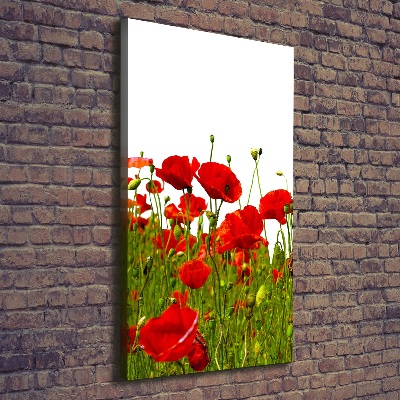 Tableau mural sur toile Champ de coquelicots