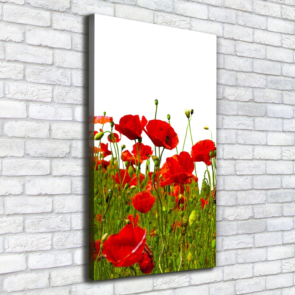 Tableau mural sur toile Champ de coquelicots