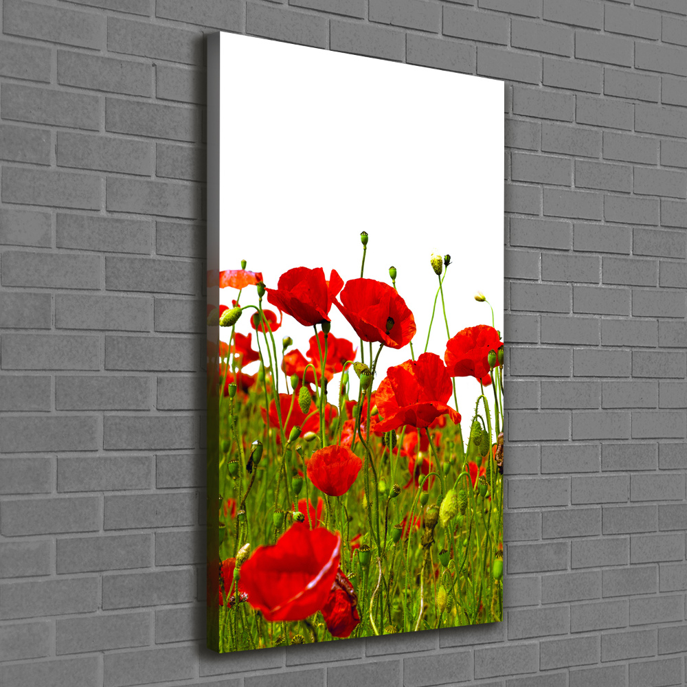 Tableau mural sur toile Champ de coquelicots