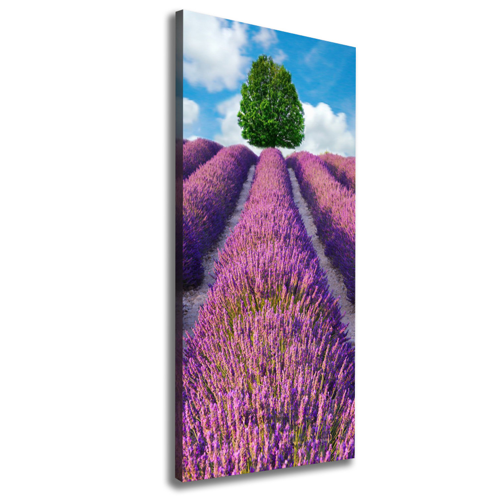 Tableau mural sur toile Champ de lavande violette