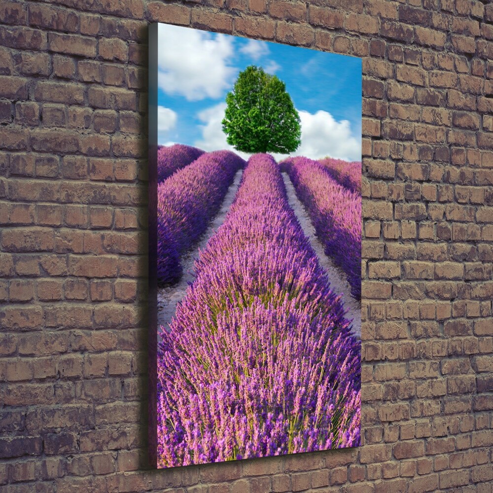 Tableau mural sur toile Champ de lavande violette