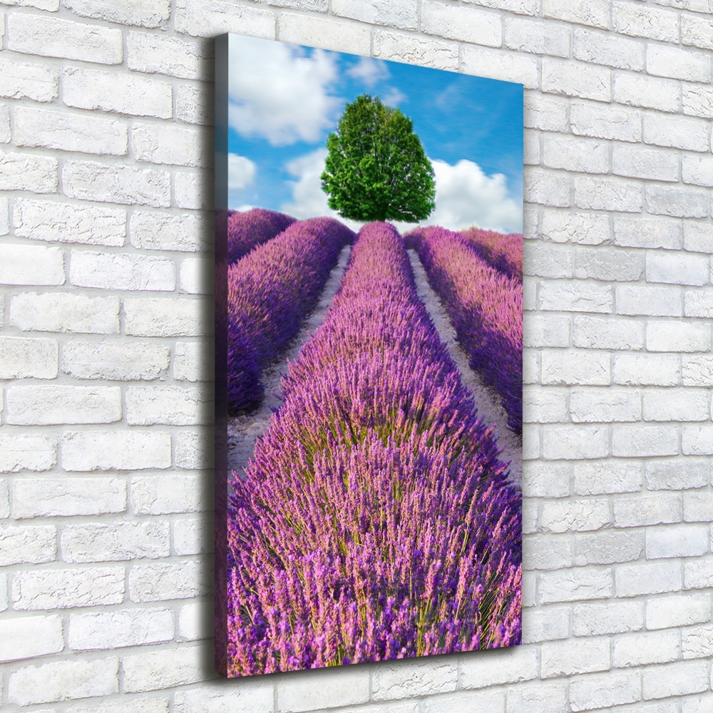 Tableau mural sur toile Champ de lavande violette