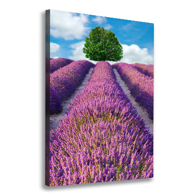 Tableau mural sur toile Champ de lavande violette