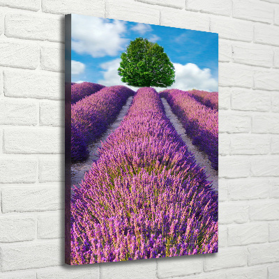 Tableau mural sur toile Champ de lavande violette