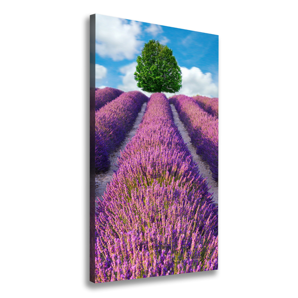 Tableau mural sur toile Champ de lavande violette