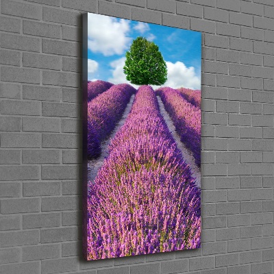 Tableau mural sur toile Champ de lavande violette