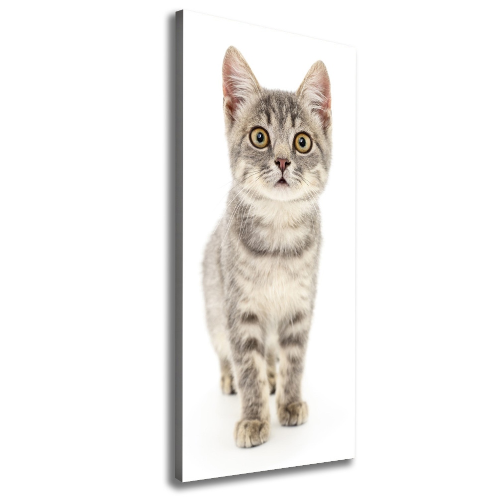 Tableau photo sur toile Chat gris